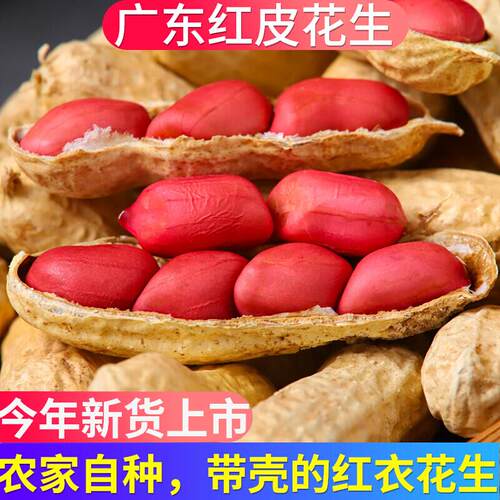 2025新货广东红皮花生带壳晒干生的农家种子新鲜四粒红衣花生米