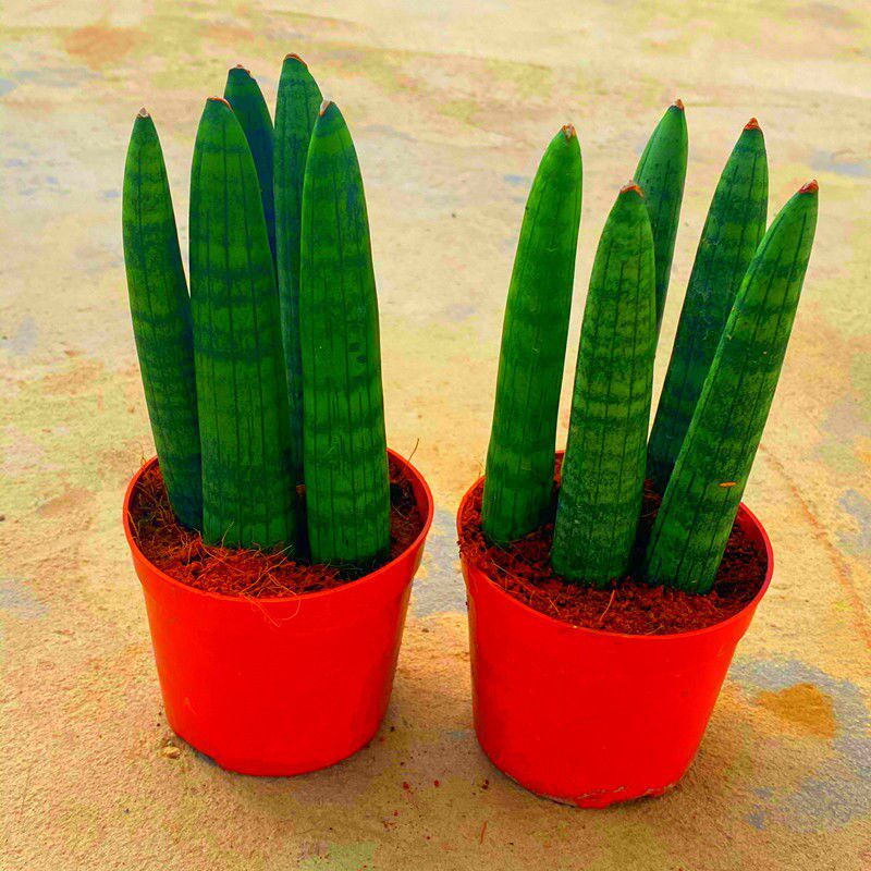 【佛前香】棒叶虎皮兰室内植物四季绿植盆栽花卉养不死的花卉耐活