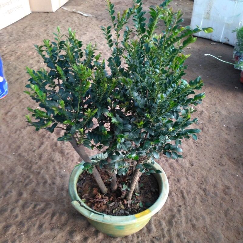 小叶紫檀盆景树苗紫檀树桩室内阳台花卉绿植盆栽耐寒四季常青植物