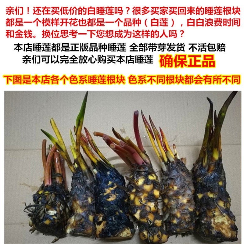 鱼池水缸河道种植睡莲老根大小带芽根苗 莲花苗水生花卉植物碗莲