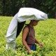 摘茶叶可背式 采茶伞遮阳伞采茶防晒伞专用头顶雨伞帽户外背伞神器