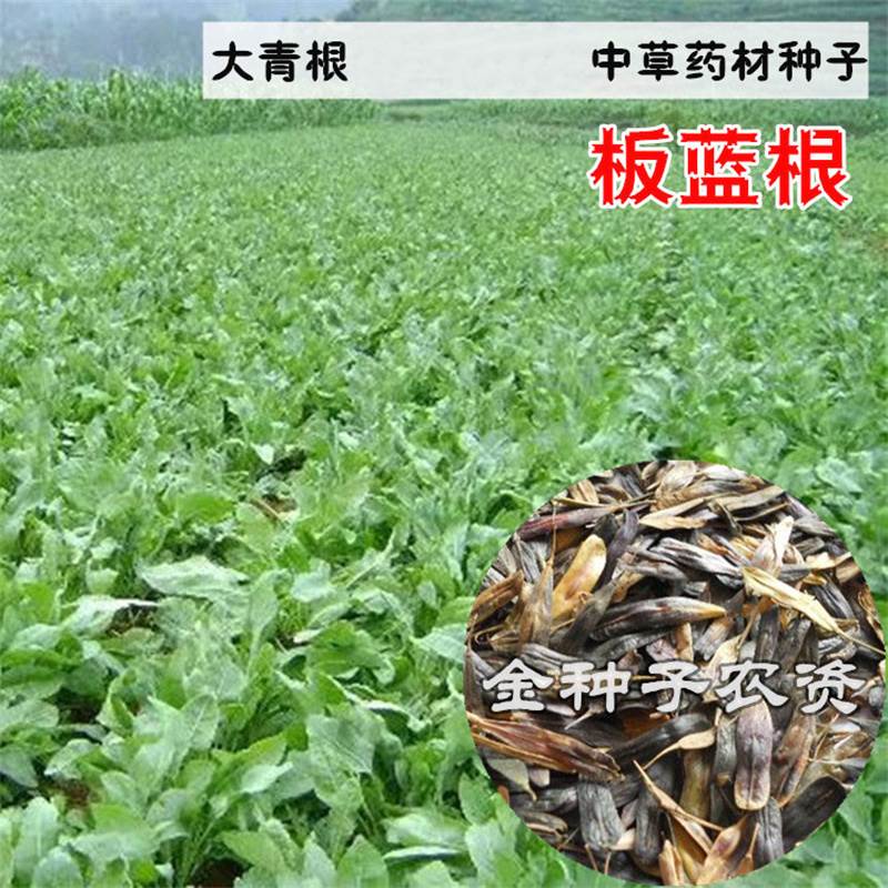 中草药种子 板蓝根 金银花枸杞五味子党参播天然绿色人参四季当归