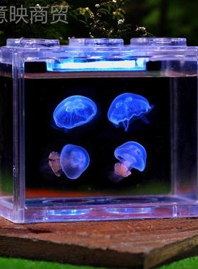 水母活物幼儿园小动物海洋小赏宠无毒观好养赤UIN月海物月摆摊小