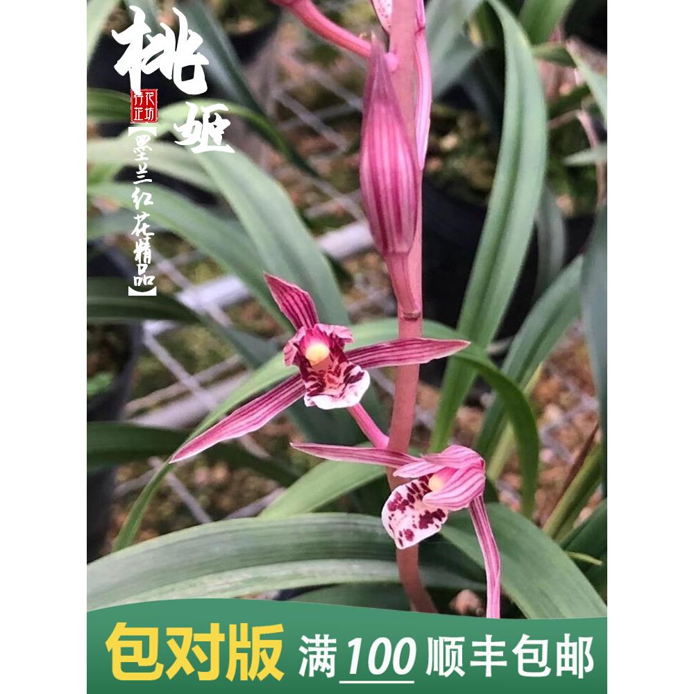 墨兰桃姬冬春季带花苞老品种精品兰花苗室内阳台幽香盆栽绿植花卉