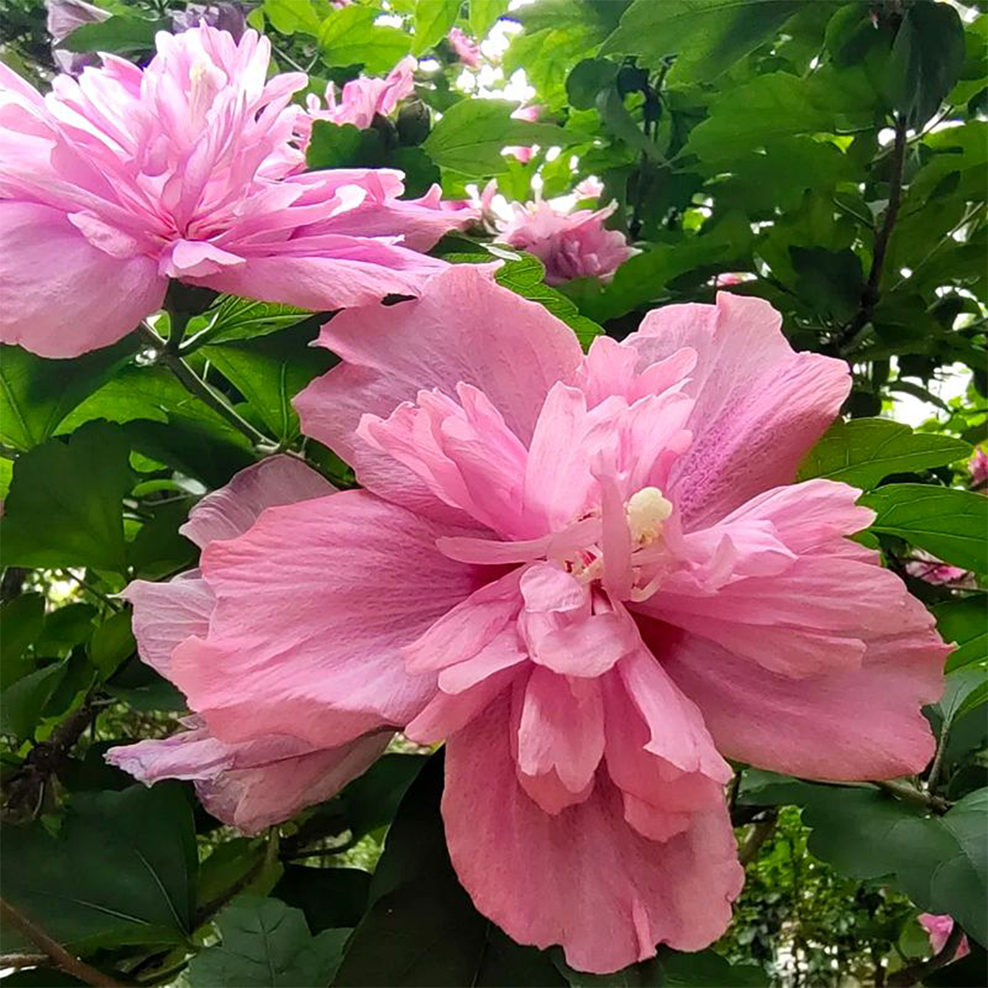 粉色重瓣大花木槿花苗阳盆栽庭院