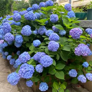 无尽夏绣球花苗盆栽大花绣球重瓣浓香花阳台室内庭院八仙花卉耐寒