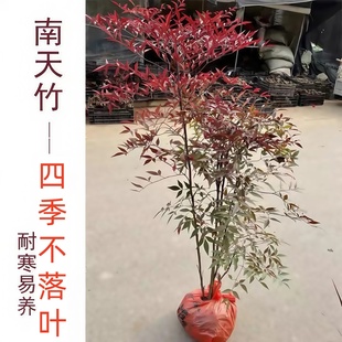 丛生南天竹老桩火焰南天竹苗盆栽树苗庭院地栽四季红天竹客厅耐寒