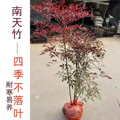 丛生南天竹老桩火焰南天竹苗盆栽