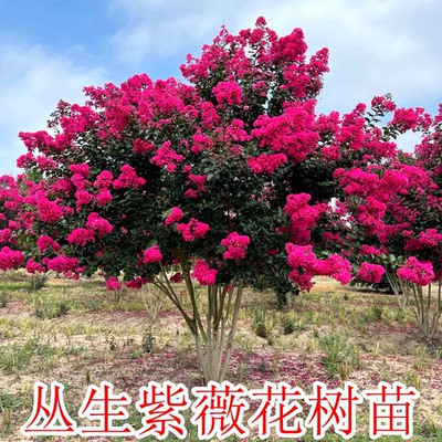 丛生紫薇花天鹅绒百日红花紫薇树