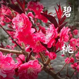 观赏红叶碧桃紫叶碧桃树苗千叶桃花苗桃花树庭院绿化盆栽花卉耐寒