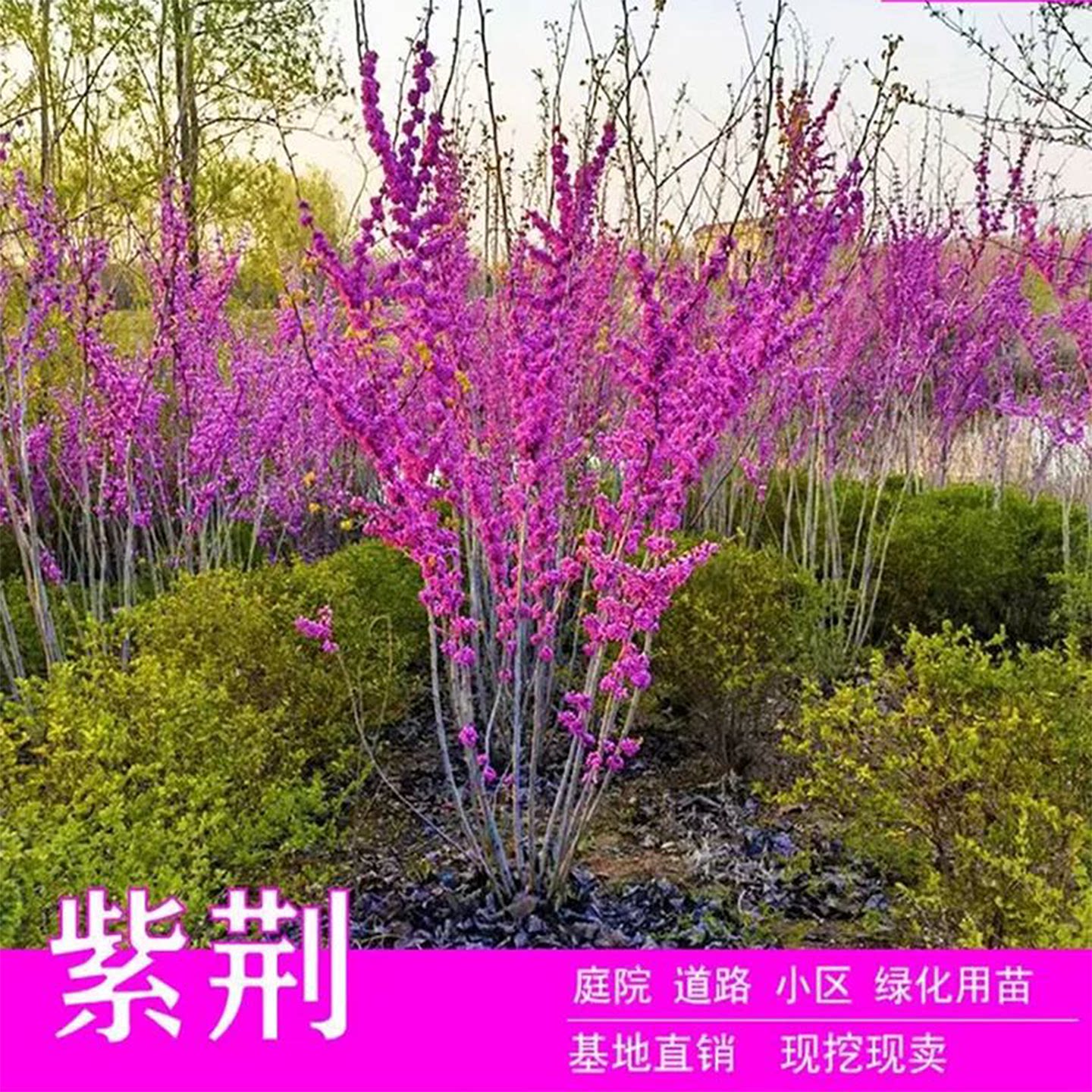 巨紫荆树苗丛生紫荆花树苗盆栽庭院花卉南北方种植耐寒耐热四季养