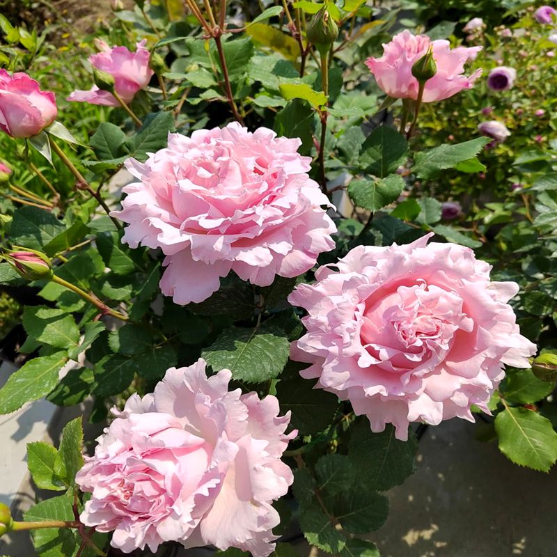 粉色索菲罗莎月季花苗大花浓香灌木直立性玫瑰花盆栽庭院花卉植物