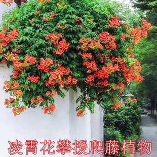 凌霄花爬藤大苗老桩盆栽耐寒阳台炮仗花紫藤爬藤植物绿植盆栽庭院