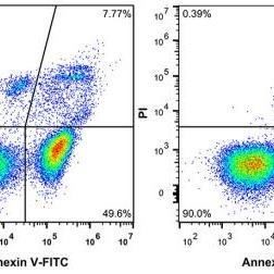 流式细胞周期 细胞凋亡 ROS活性氧 FCAP细胞因子分析