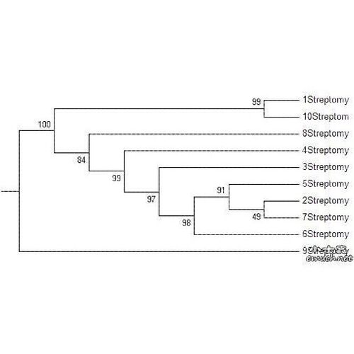 进化树/基因家族分析/作树/系统发育树/发生树/phylogenetic tree