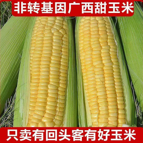 农家自种优质新鲜现摘甜玉米4根