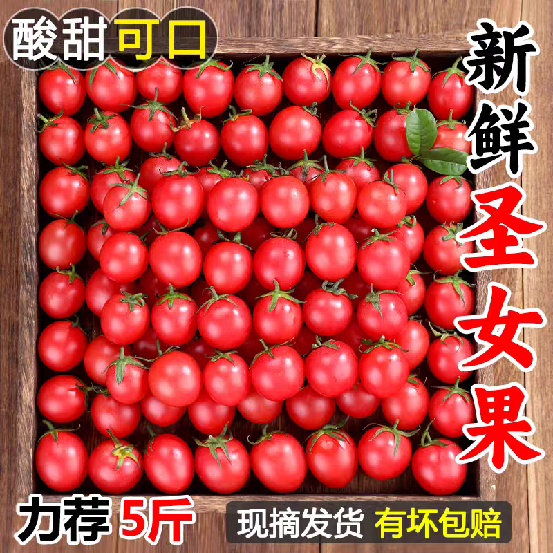 圣女果新鲜红色樱桃小番茄酸甜时令现货孕妇水果自然成熟包邮