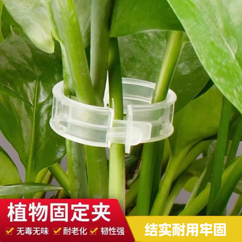 綠植固定器果樹植物固定夾卡扣