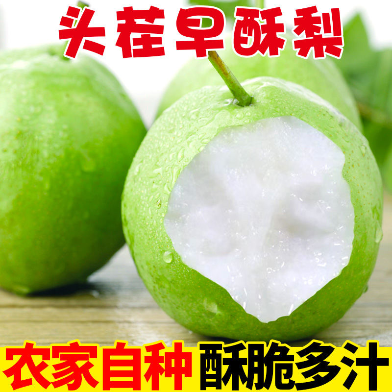 净重4.5斤！陕西早酥梨青皮梨