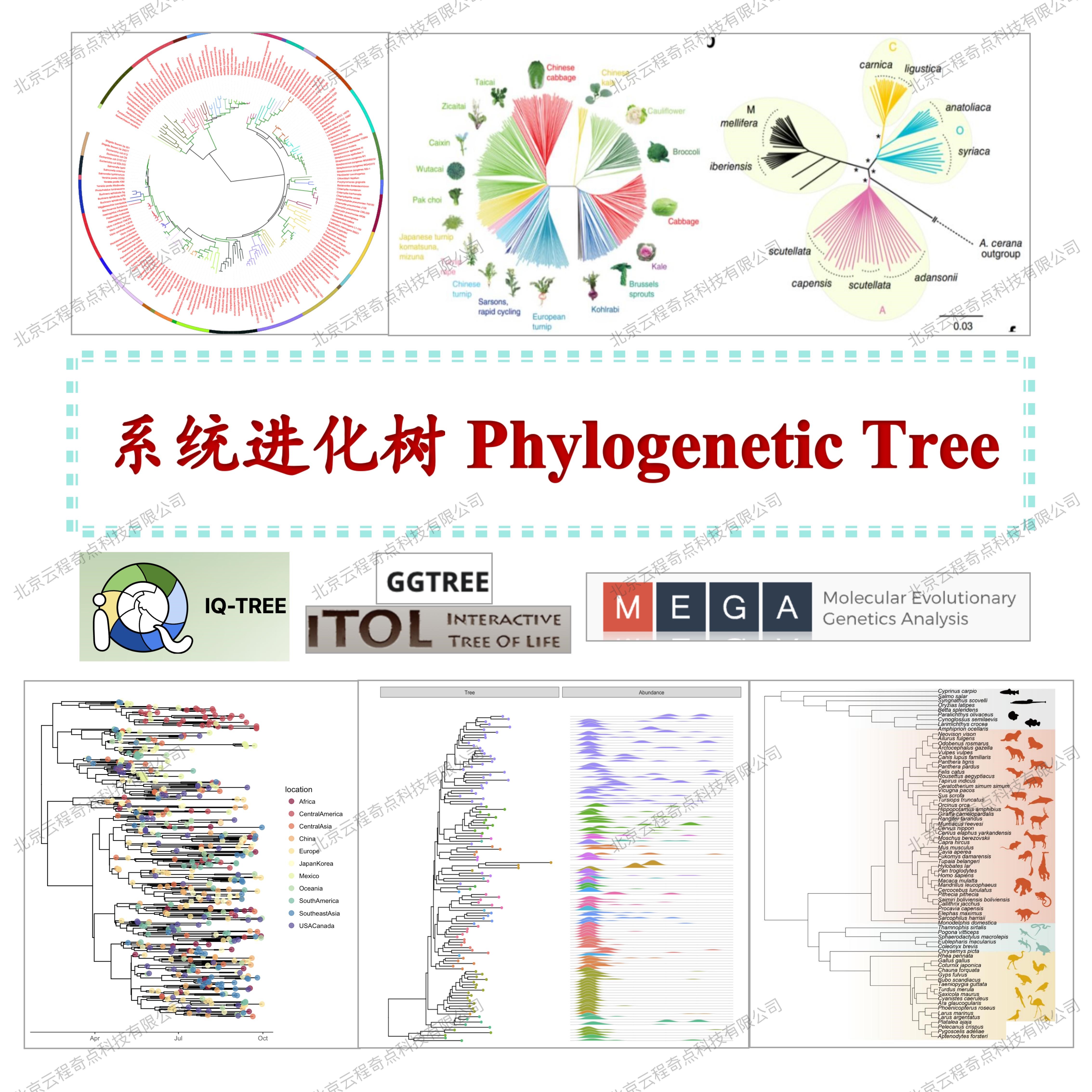 科研绘图|系统进化树|进化树|Phylogenetic Tree