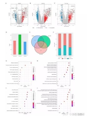 生信分析基因蛋白质测序数据分析差异分析富集分析R语言Python