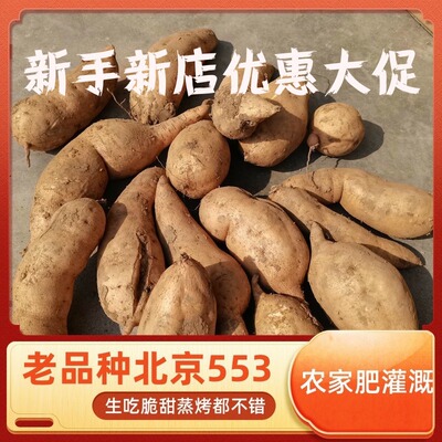 北京553红薯地瓜黄心黄瓤已糖化蒸烤番薯易县红薯狼牙山红薯