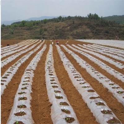 地溥模地摸塑料布防渗水农用x花生地膜西瓜专用地膜种植种菜透明
