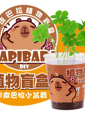 室内花卉幼儿园小学生桌面植物摆件创意礼品定制