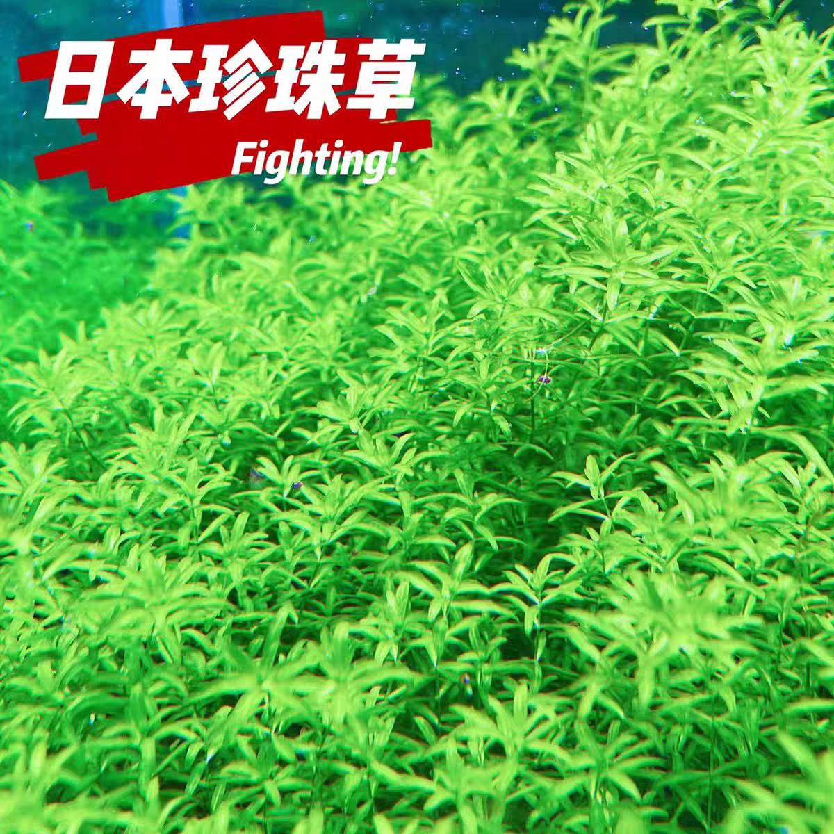 日本高珍珠水草鱼缸造景水下叶草缸中后景不用二氧化碳水草新手
