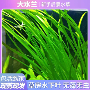 大水兰小水兰坨草前后景新手鱼缸造景水韭菜阴性水下叶真水草好养