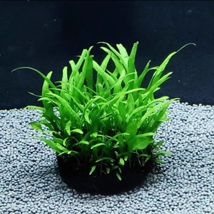 细叶铁皇冠坨草鱼缸造景水草好养活阴性中前景入缸成景懒人淡水
