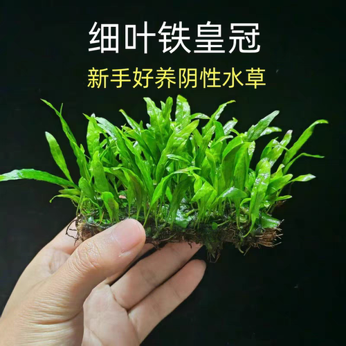 铁皇冠鱼缸草缸沉木造景真水草植物绿阴性新手好养活懒人淡水水草