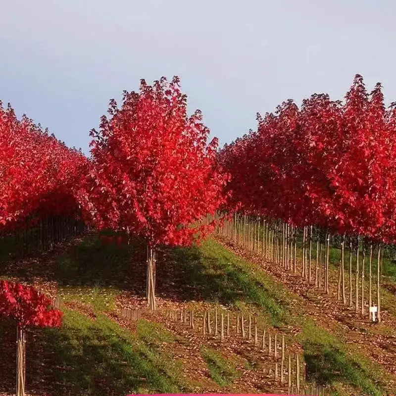 美国红枫红冠日本红枫红舞姬庭院绿化苗木观赏风景树