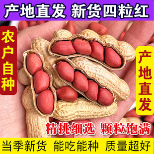 农家新鲜带壳生四粒红花生2025年新货红皮好花生自种产地直发原味
