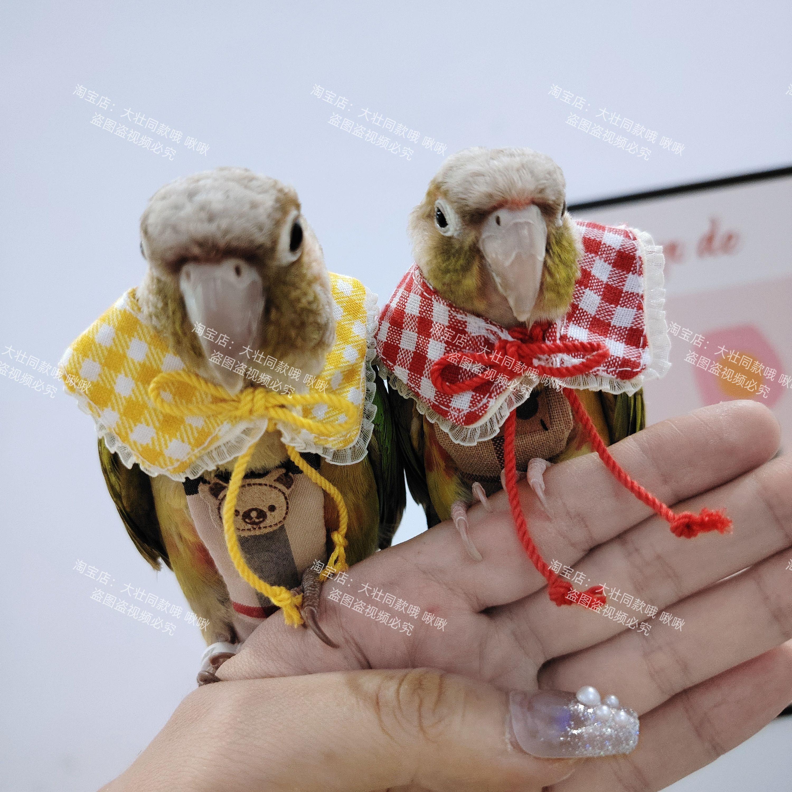 鸟用项圈颈环鹦鹉衣服领结假领子可调节牡丹玄凤宠物小鸟娃娃领结