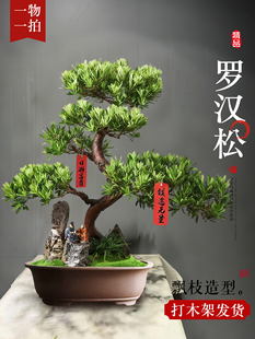 造型罗汉松盆栽花卉塔松盆景办公室绿植桌面客厅室内植物乔迁开业