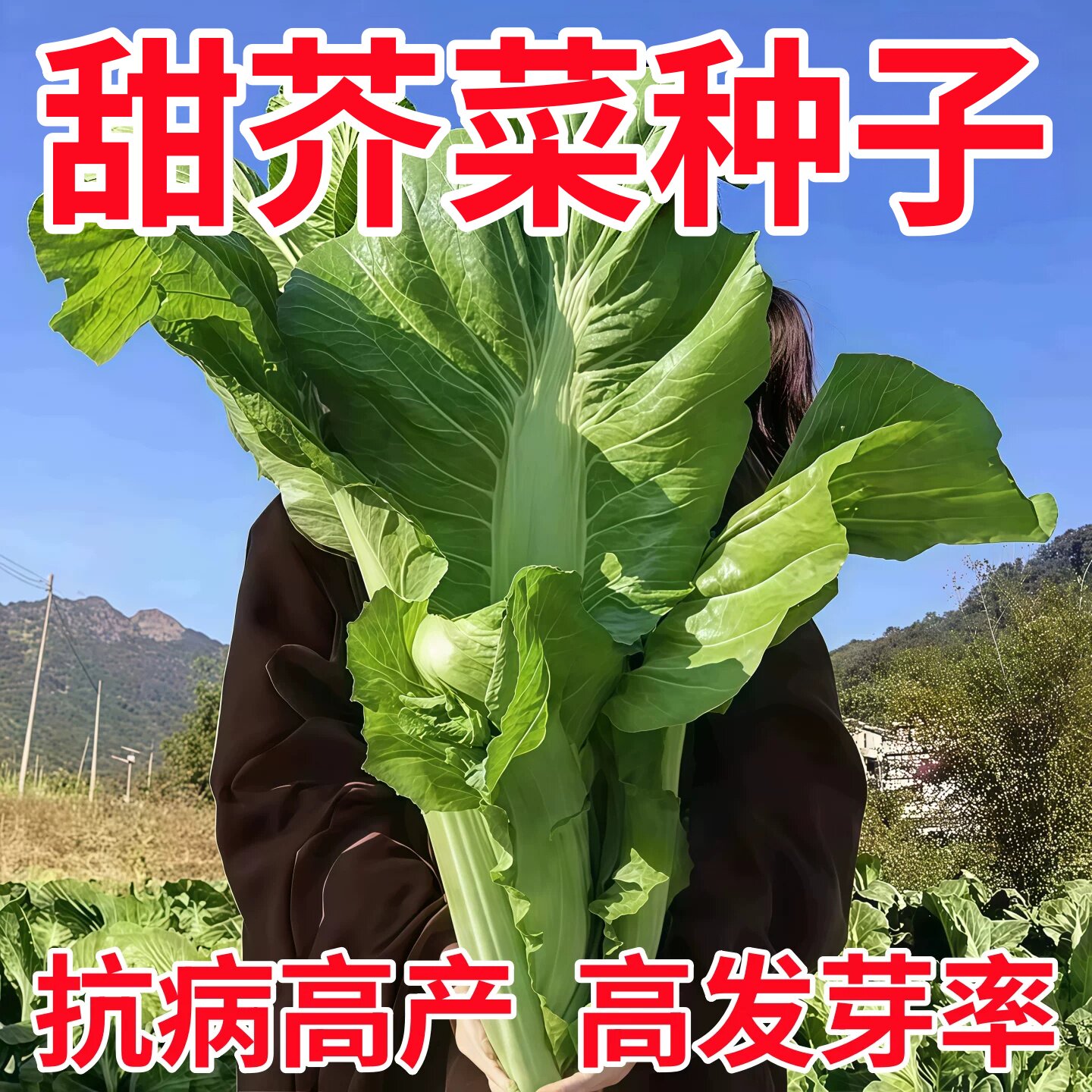 老品种大叶芥菜种子农家菜园菜籽四季蔬菜种子高产耐寒耐热蔬菜种