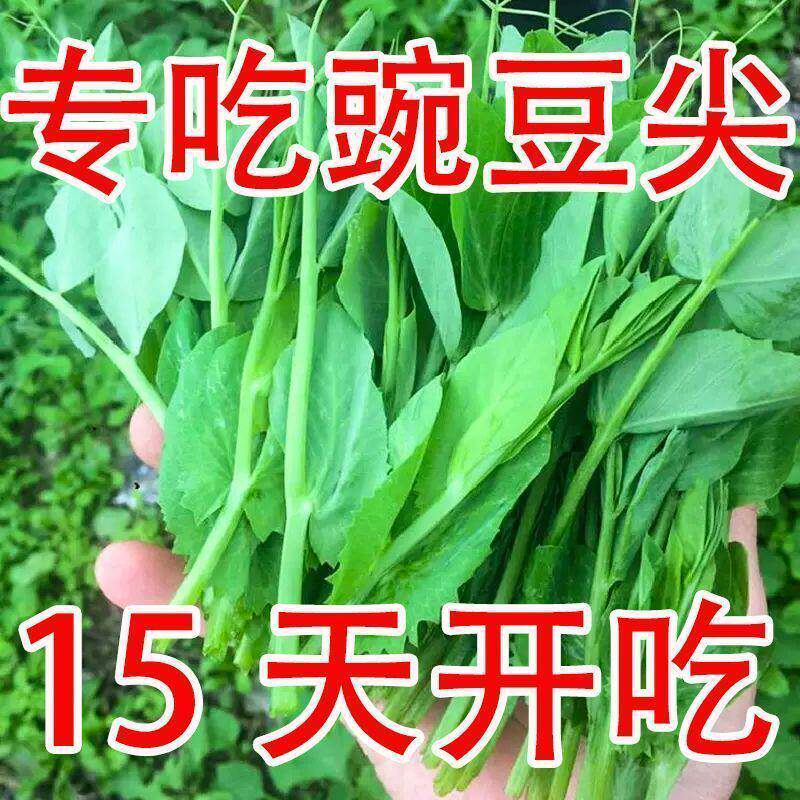 (新种到啦)大叶无须豌豆苗种子豌豆尖吃苗四季阳台盆栽芽苗菜秋