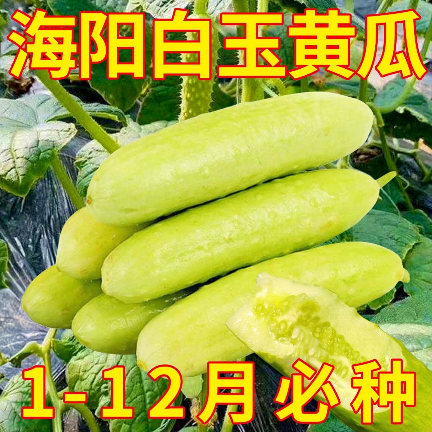 海阳白玉黄瓜种子种籽旱脆寒玉水果黄瓜苗秧苗四季籽种蔬菜孑大全