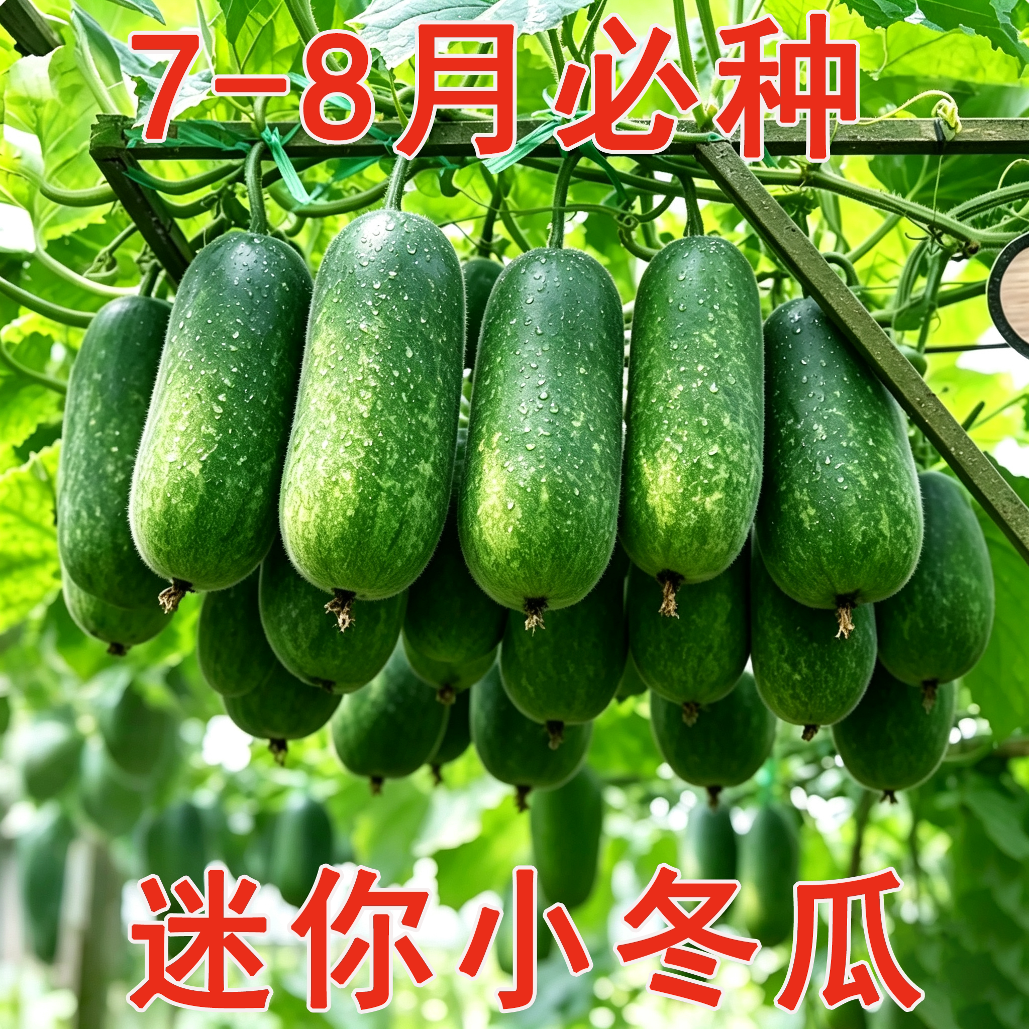 早熟小冬瓜种子毛瓜冬瓜小节超小冬瓜种籽高产类种子大瓜全可盆栽