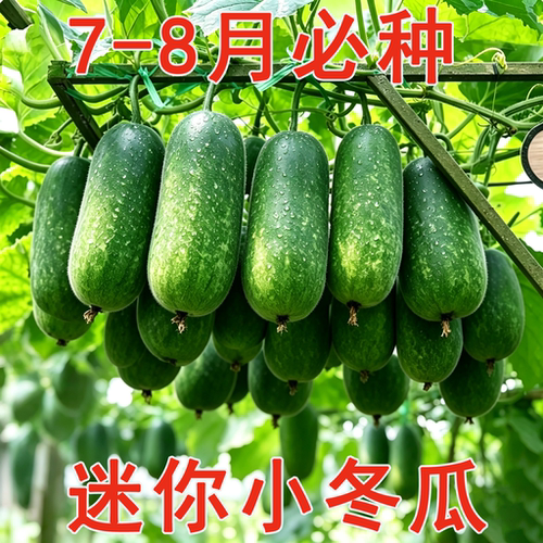 早熟小冬瓜种子毛瓜冬瓜小节超小冬瓜种籽高产类种子大瓜全可盆栽