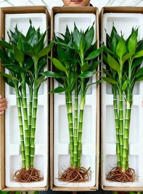 富贵竹水培植物客厅招财花卉绿植室内盆栽观音竹带根转运竹文昌竹