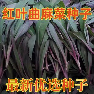 野生红曲麻菜种籽叶菜野菜苦麻菜种子苦菜种籽四季春夏秋冬播盆栽