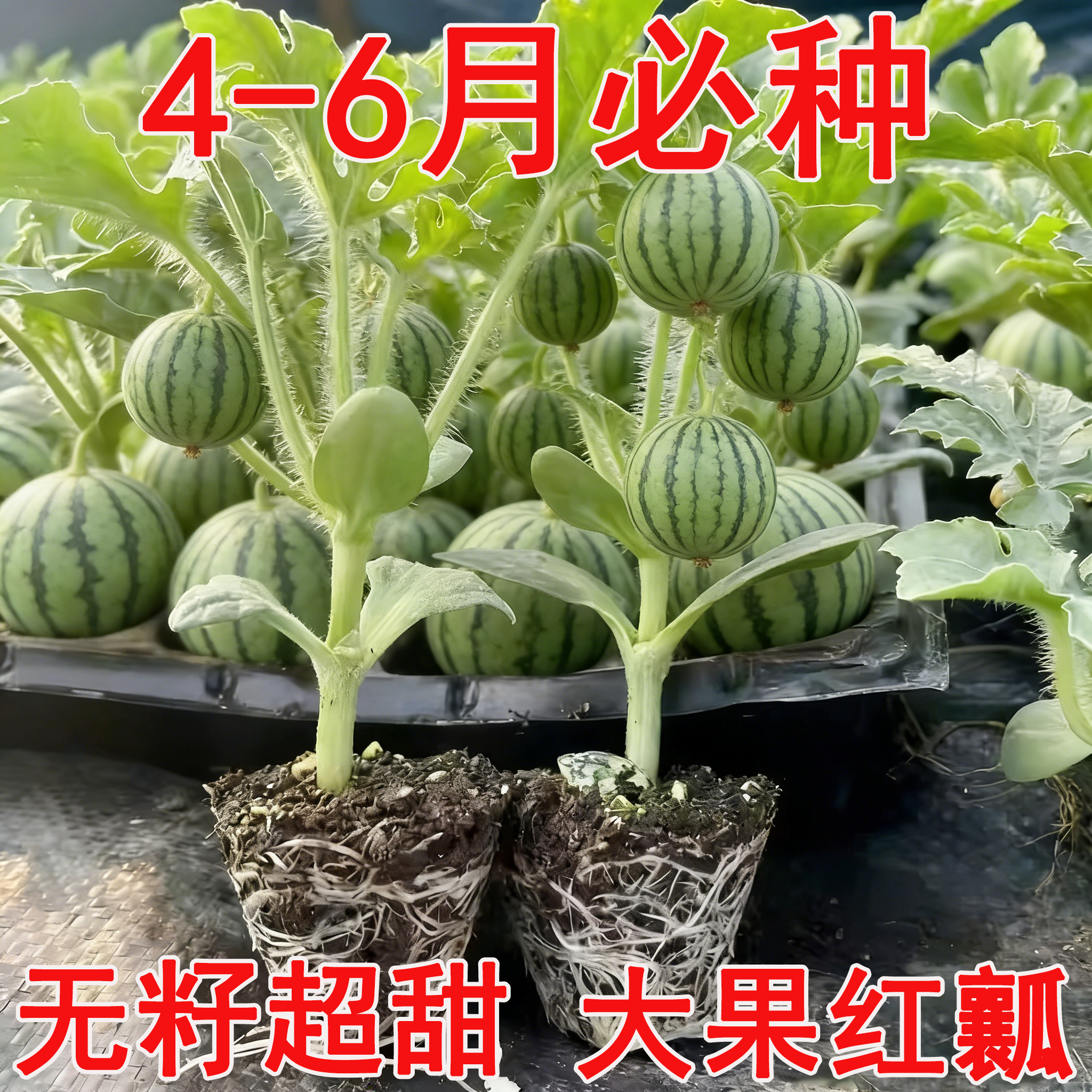 盆栽阳台嫁接西瓜苗8424麒麟瓜苗南方四季小西瓜苗秧种植有机菜苗