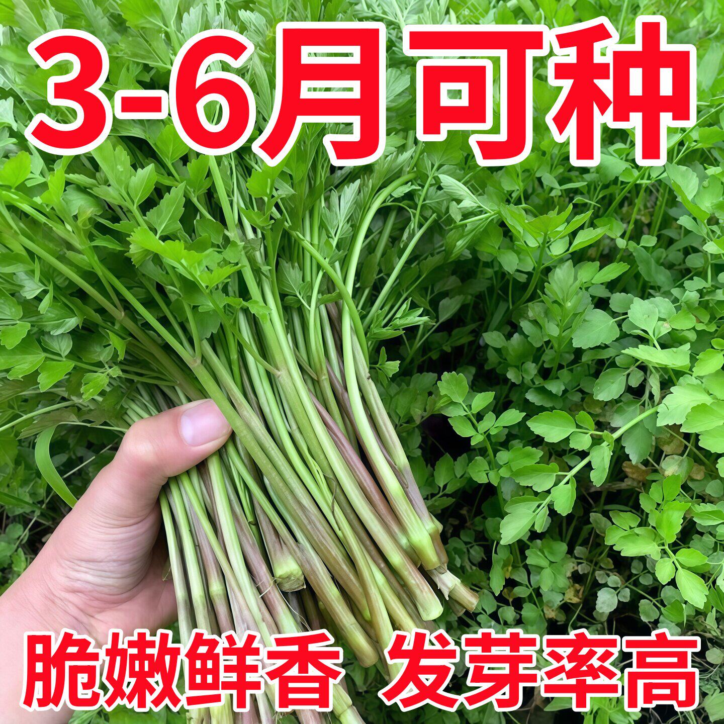野生水芹菜种子野菜山芹实芹种籽春秋四季阳台盆栽马家沟蔬菜种孑