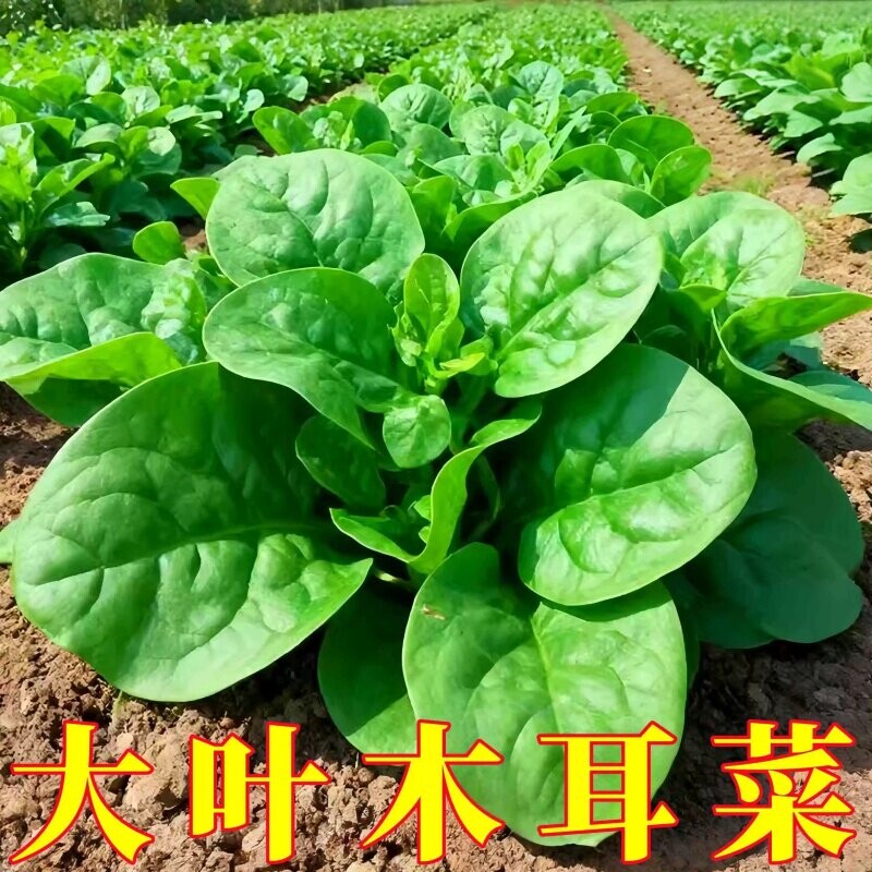 大叶木耳菜种子四季种速生豆腐菜种籽春夏秋阳台盆栽田园蔬菜种子