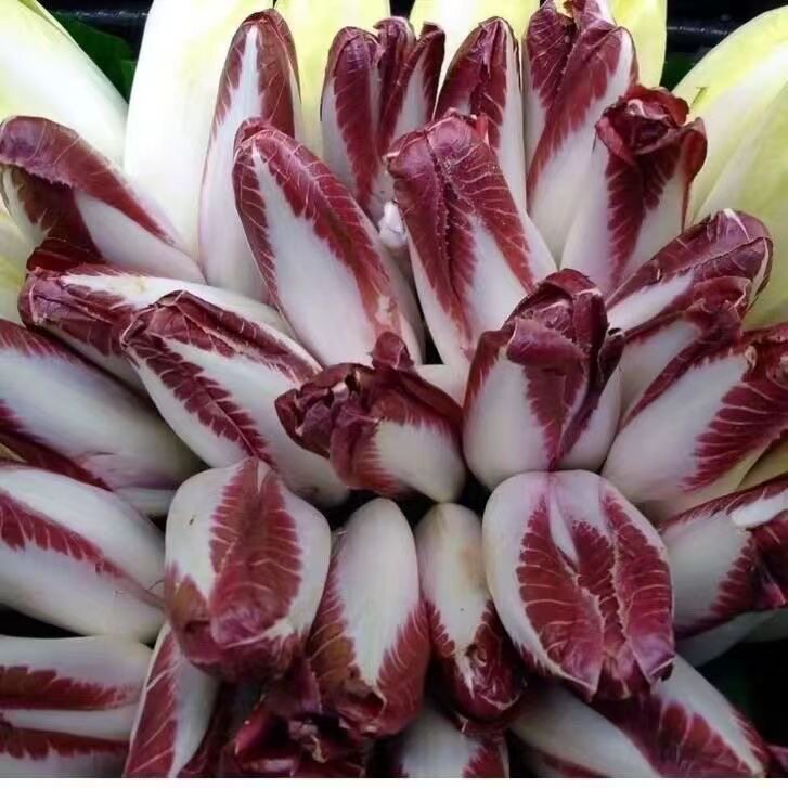 紫玉兰菜种子金玉兰菜种籽子孑软化菊苣根阳台蔬菜苗秧苗四季播种