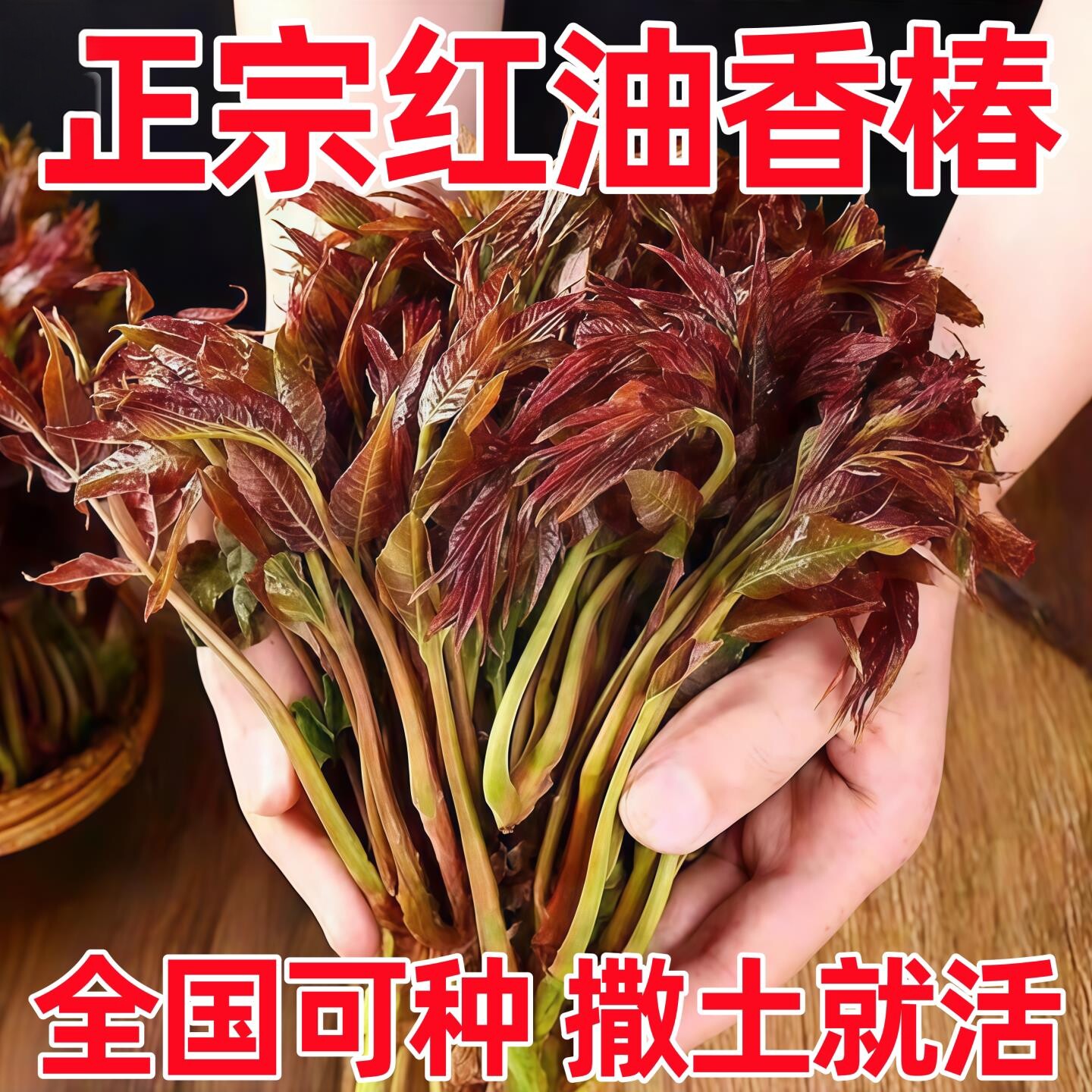 正宗红油香椿种子四川矮化红椿树苗可食用阳台种植蔬菜香椿芽种子