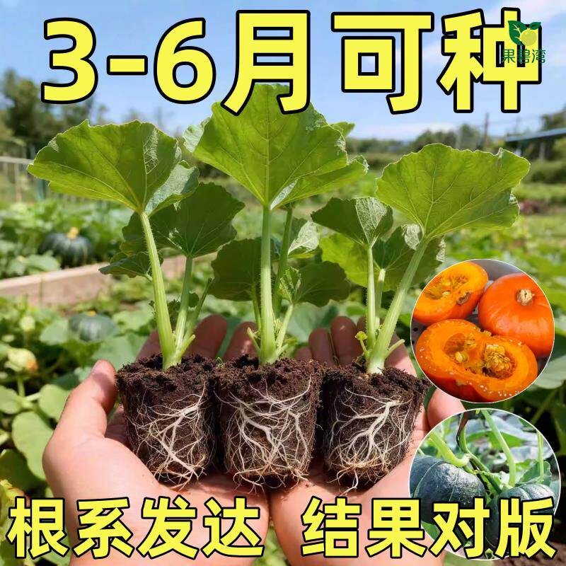迷你贝贝南瓜苗秧苗红板栗秘本南瓜西葫芦苗黄瓜高产四季种植盆栽