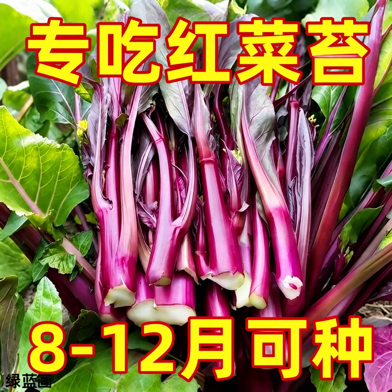 【割完就长】红菜苔四季菜心脆甜新鲜红菜苔蔬菜多汁紫皮红菜苔籽